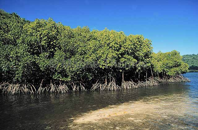 Bhitarkanika Mangroves upsc